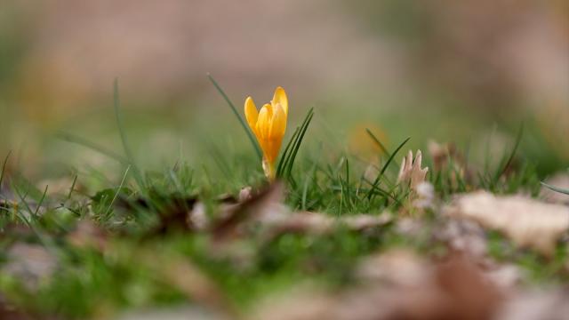 Kırklareli'nde bahar renkleri Istranca ormanlarını süsledi