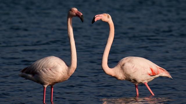 Meles Deltası'nın kışlık misafirleri