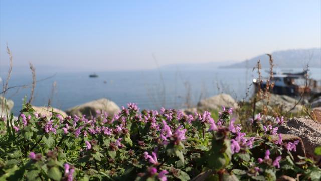 Sapanca Gölü çevresindeki etnobotanik hafıza 112 bitkiyle kayıt altına alındı