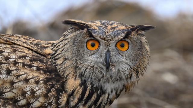 "Yaralı kanatlar" Van'daki merkezde yapılan tedaviyle hayata tutunuyor