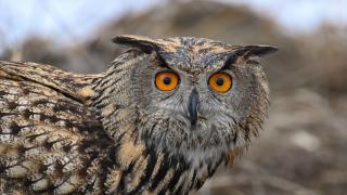 "Yaralı kanatlar" Van'daki merkezde yapılan tedaviyle hayata tutunuyor