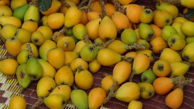 Mersin'de serada yetiştirilen yenidünyada hasat mesaisi başladı