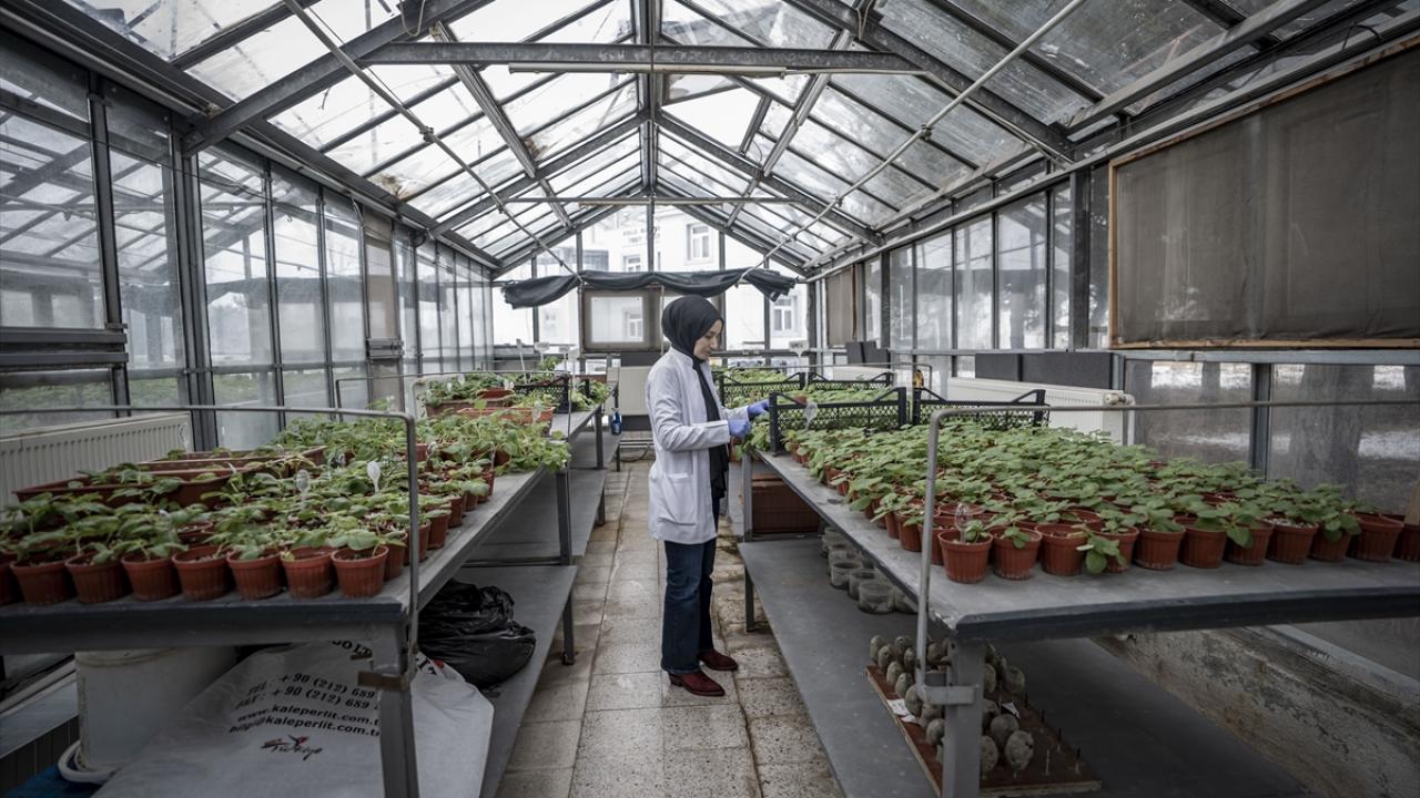 Bölgenin ekolojik koşullarına göre üretiliyor