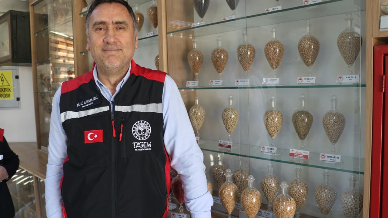 Buğday tohumu geliştirme süresi 5-6 yıla indirildi