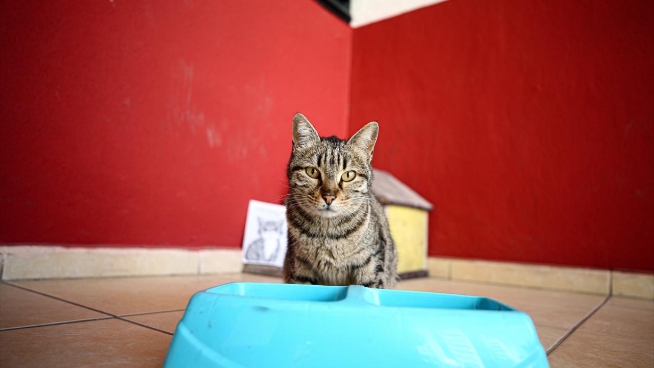 Okulun parçası haline geldi