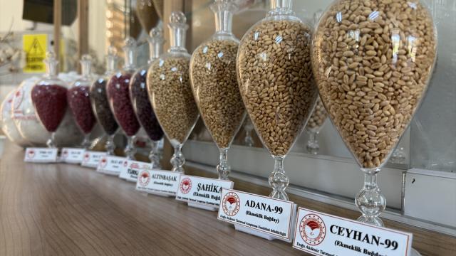 Adana'da geliştirilen pamuk, arpa ve buğday tohumları 13 ülkeye ihraç ediliyor