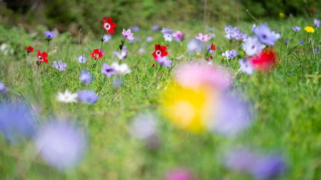 Musa Dağı anemon çiçekleriyle renklendi