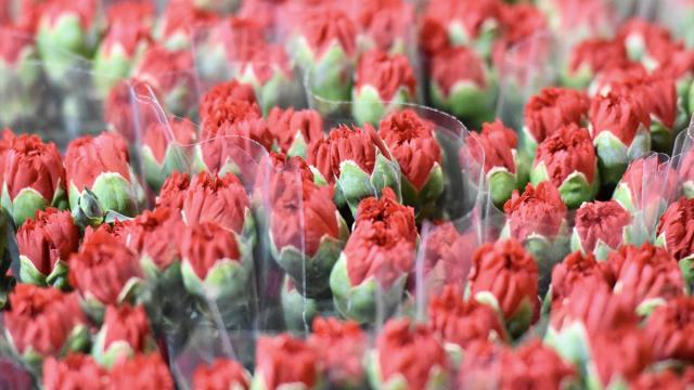 Türkiye'den Dünya Kadınlar Günü için 35 ülkeye 80 milyon dal çiçek