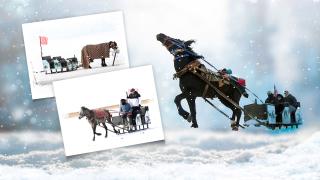 Çıldır Gölü üzerinde nostaljik yolculuk: Atlı Kızaklar