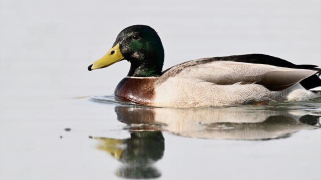 Eriyen kar sularıyla doyan Efteni Kuş Cenneti Gölü, göç yolundaki misafirlerini ağırlıyor