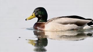 Eriyen kar sularıyla doyan Efteni Kuş Cenneti Gölü, göç yolundaki misafirlerini ağırlıyor