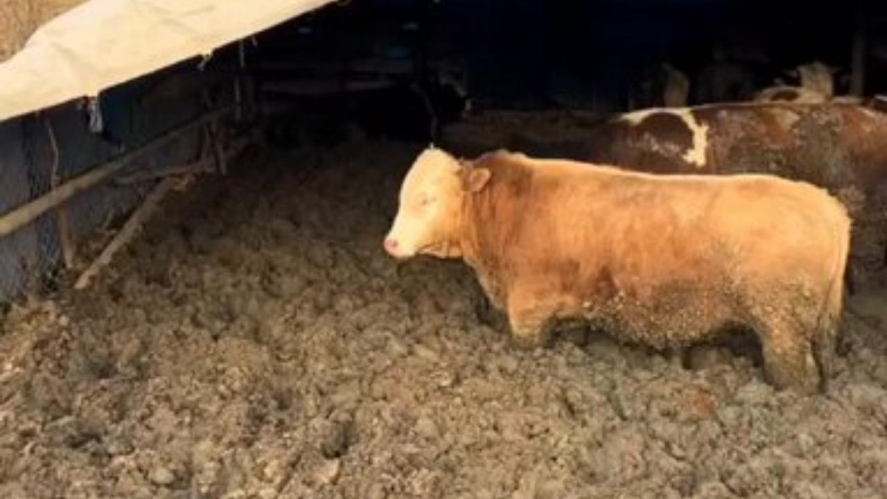 Çorum’da hayvan refahına aykırı davranan işletmeye idari para cezası kesildi