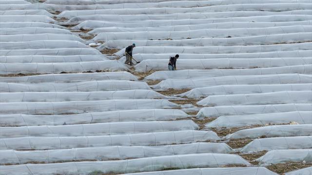 Adana’da karpuz üreticileri fidelerini korumak için büyük çaba sarf ediyor