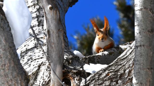 Kars'ta yiyecek arayışındaki yaban hayvanları görüntülendi