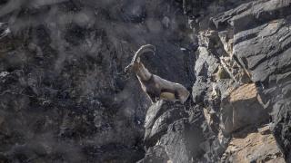 Yaban keçileri Munzur Vadisi'nde yiyecek ararken görüntülendi