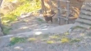 Antalya'da başıboş köpeklerin saldırdığı çocuk yaralandı