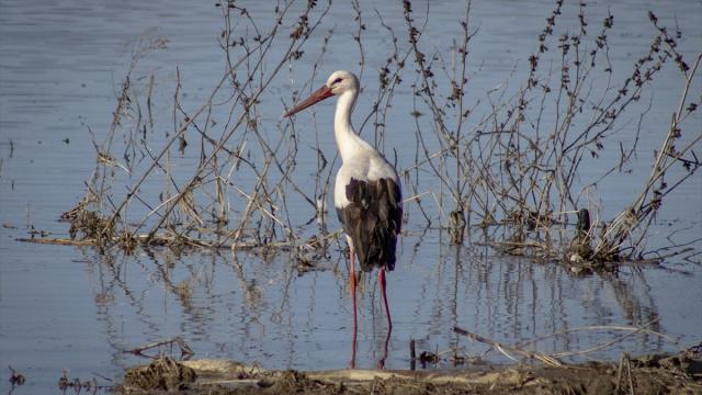 Leylekler Karakaya Barajı etrafındaki yuvalarına dönmeye başladı