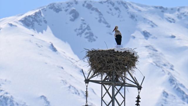 Baharın müjdecisi leyleğe kar sürprizi