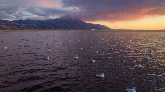 Milleyha Sulak Alanı göçmen kuşlara ev sahipliği yapıyor