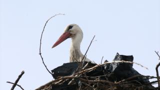 Leylekler Muş Ovası'ndaki yuvalarına dönmeye başladı