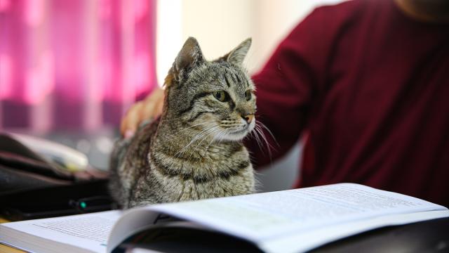 Liselilerle derse giren kedi "Pakize" okulun 470'inci öğrencisi oldu