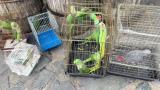 İstanbul'da petshop denetiminde 39 papağana el konuldu