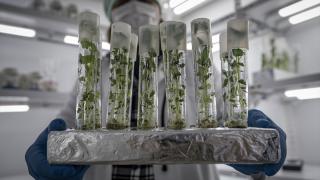 Erzurum'da yerli patates çeşitleri 20 yıllık bilimsel çalışmalarla geliştiriliyor