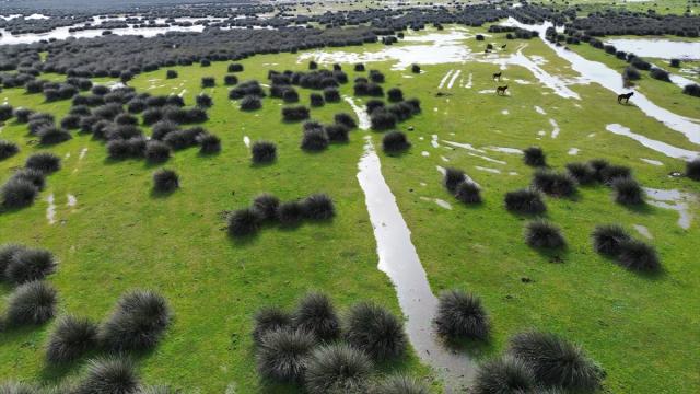 Samsun Kızılırmak Deltası'nda kuşların kuluçka dönemi başladı