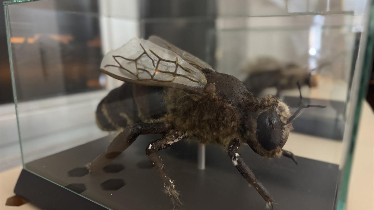 Arı Müzesi`nde Kafkas Arısı tanıtılıyor