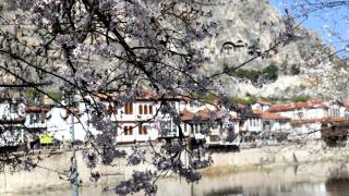 Amasya’da çiçek açan ağaçlar görsel şölen oluşturdu