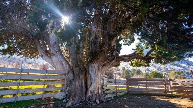 Antalya Beydağları'ndaki 10 asırlık ardıç ağacı zamana direniyor