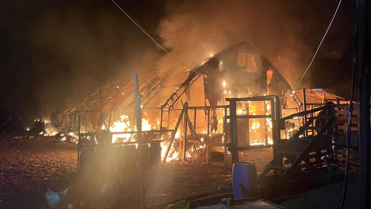 Bursa’da çiftlikte çıkan yangında çok sayıda hayvan telef oldu