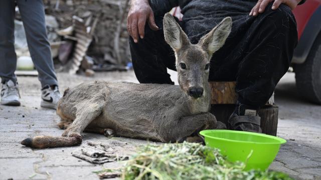Kahramanmaraş'ta yaralı bulunan karaca yavrusu tedavi altına alındı