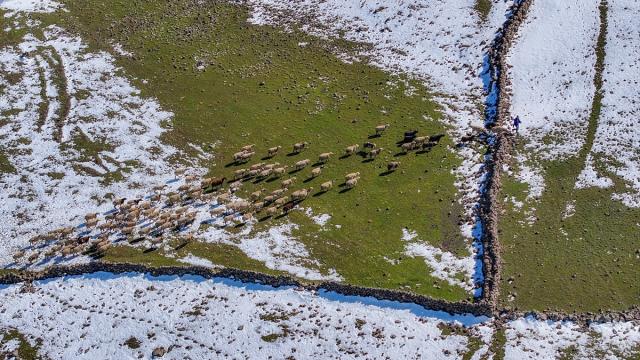 Mevsimsel yağışlar Karacadağ'da besicilerin yüzünü güldürdü
