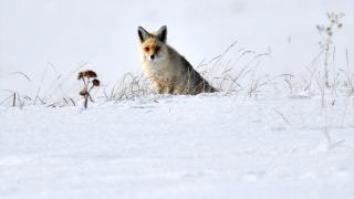 Kars'ta aç kalan kızıl tilkiler ava çıktı