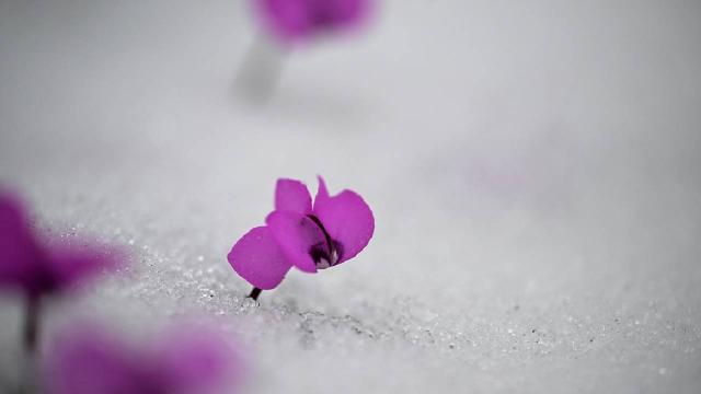 Düzce'nin yüksek kesimlerinde kar etkili oldu