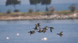 Yerleşik ve göçmen kuşların güvenli yaşam alanı: Çakalburnu Lagünü