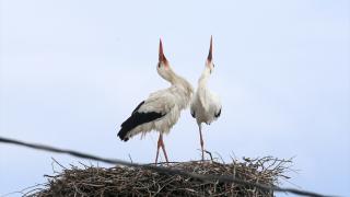 Köylülerin özel misafiri leylekler 44 yıldır aynı yuvaya konuyor