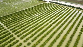 Mersin'de sağanak nedeniyle tarım arazileri su altında kaldı