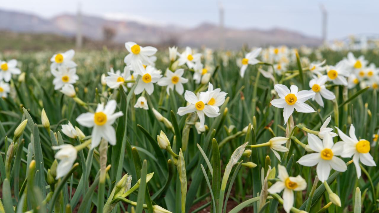 Baharın habercisi nergisler çiçek açtı