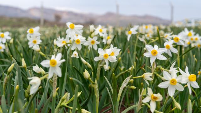 Adıyaman'da Nergisler Baharın Gelişini Müjdeliyor