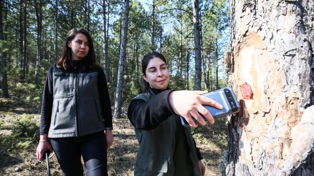 'Türkiye'nin akciğerleri' kadın ormancılara emanet