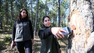 'Türkiye'nin akciğerleri' kadın ormancılara emanet