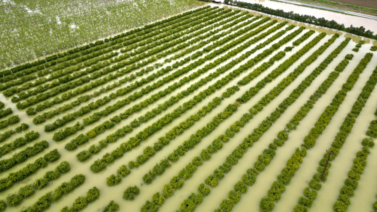 Mersin’de sağanak: Tarım arazileri su altında kaldı