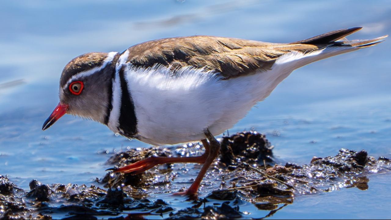 Türkiye'de ilk kez takkeli cılıbıt kuşu görüldü