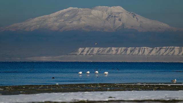 Flamingolar Van Gölü’nü renklendirdi