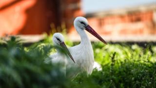 Yaren Leylek bu kez eşiyle görüntülendi