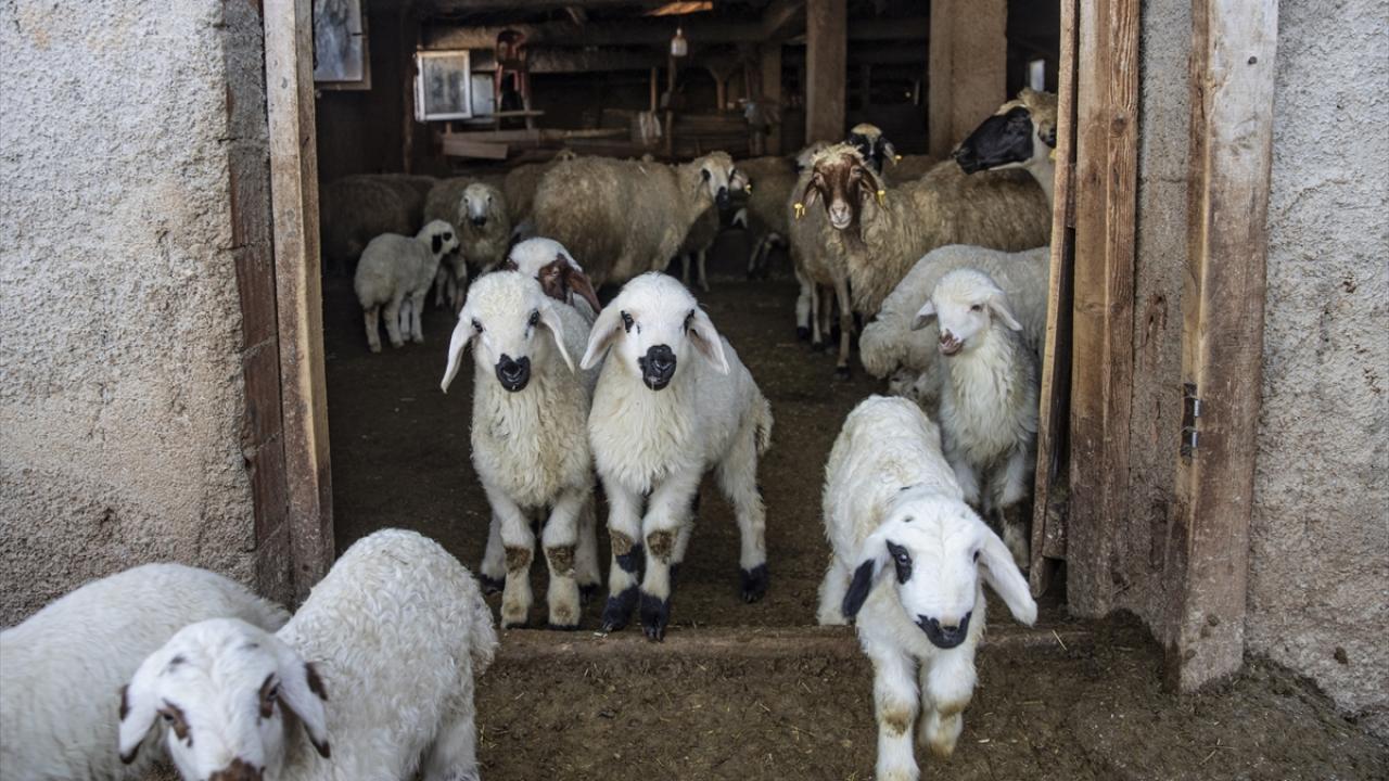 "Anne ve yavrulara özenle bakıyoruz"