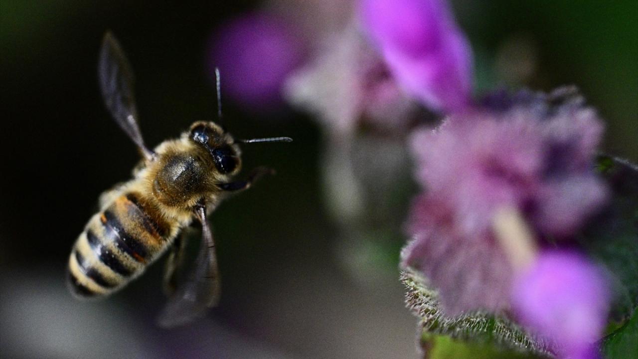 "UV ışınları arının genetiğini etkilemiyor, davranışını etkiliyor"