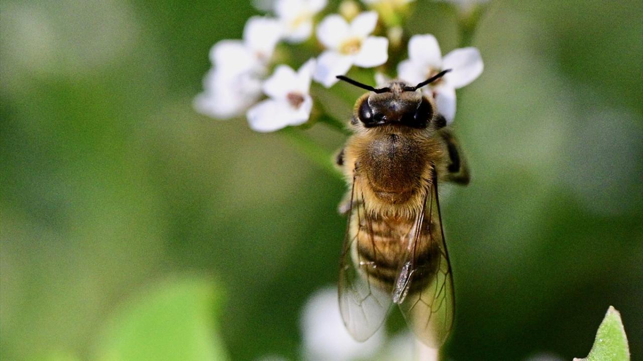 "Elektromanyetik alanların arıyı strese soktuğunu gördük"